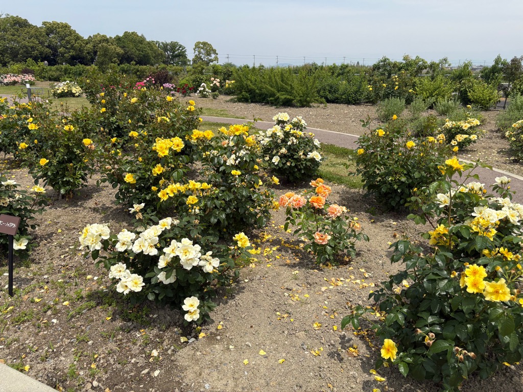 5/23(金）バラ園情報 | もりやまエコパーク交流拠点施設